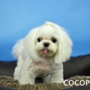 체리애견 이미지