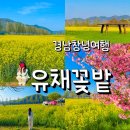 문막체육공원길 | 창녕 남지체육공원 유채꽃밭 후기 전국 최대 규모 봄 여행지