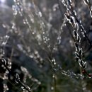 청산별곡 이미지