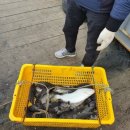 수진좌대 이미지