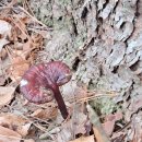 한국의 산삼과 상황버섯 | 835🐓🐑야산고을 영지버섯and (??)