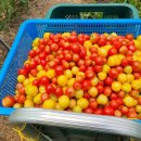 호골농장 이미지