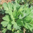 금오서부로 | 금오도 섬 여행 전에 꼭 읽어보세요, 즉흥적으로 선택한 서툰 여행 고백