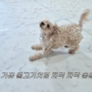 개스트룸 이미지