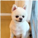우리 펫 살롱 이미지