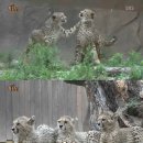 맹수 농장 이미지