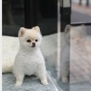 나리유치원 | 애견 건강검진 후기, 암컷 포메라니안 10살 혈액검사 초음파, 엑스레이[용인 분당동물병원]