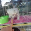 충무로애견 이미지