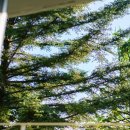 베니베럼 이미지