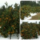 창민 농장 이미지