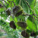 가신원통길 이미지