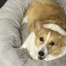 펫앤조이 네이버블로그