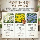 데이지영어 | 색깔별데이지 꽃말부터 영어, 샤스타 데이지 개화시기까지 한번에 총정리!