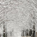 [영상컬럼 화보]- 겨울다운 겨울풍경 설경(눈 내린 풍경) 이미지