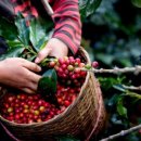 모카트리 이미지