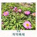 상동읍 밤산골 입구(상동읍-21) | 영월 작약축제 실시간 개화 상황 강원도 작약꽃 위치