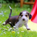 강아지보호구역 이미지