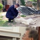 퍼스트독, 캣 이미지