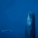 고래피시방 이미지