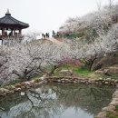 매화마을