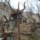 괴목공원 Daum카페