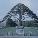 나무의원 이미지