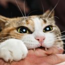 고양이 - 동해시 한섬로 128 | 고양이