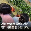 청정농장 | 두물머리 딸기따기체험 청정모아농장 가평 딸기체험