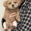 광주제일병원 | 강아지 슬개골 탈구 수술 후기/기운내동물병원