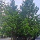 오래캠핑장 | [제천 캠핑] 충주호 캠핑장 추천!! 청풍호반 오토캠핑장 메타세콰이어 그늘아래 뷰맛집 후기!!