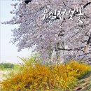 청주 남석교 | 청주 무심천 벚꽃 만개 청주 벚꽃 명소 데이트 코스 3/30