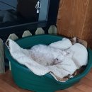 우리는 이제 슬픈 애니의 엄마가 되어야 합니다. 이미지