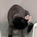 고양이 미용실 그냥 이미지