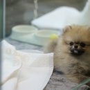 애견은 내친구 이미지