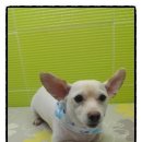 도도애견샵 이미지