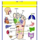 손과발 지압 혈자리♥ 이미지