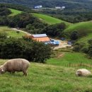 낭만목장 이미지