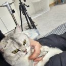 고양이 미용실 방울선생 이미지