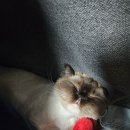 숲냥숲냥 이미지