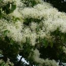 양재리이팝나무 이미지