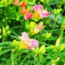 데이릴리(Daylily) 이미지