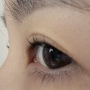 이끌림 | 대전 도안동 속눈썹펌 맛집 이끌림뷰티 다녀온 솔직후기