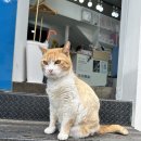 반함 | 🐾 강릉의 아늑한 미용실, 반함헤어 방문 후기