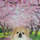 아보네 멍빌리지 이미지