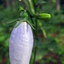 금강초롱 이미지