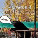 강북중(남편)사계절 어린이 공원 | 세종 가볼만한 가을 명소 "베어트리파크" 주말 방문 후기(수유실, 유모차대여)