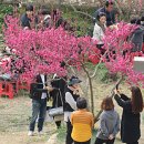 원동 매화축제장을 찾아서 이미지