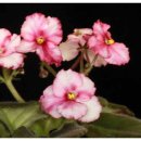 바이올렛 이미지