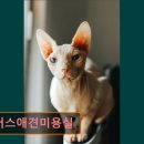 플러스애견미용실 이미지