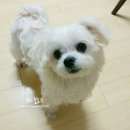 7282 | 대전 정림동 연이동물병원 진료 잘 봐주시는 곳!